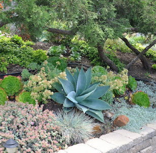 San Luis Succulent Garden